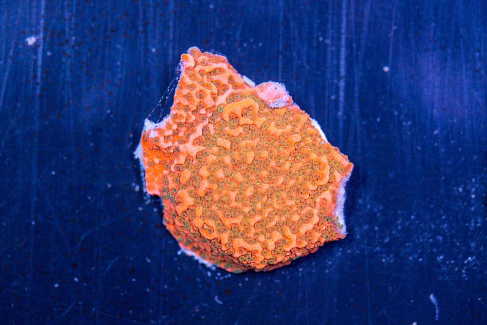 Montipora - Cherry Tree