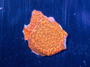 Montipora - Cherry Tree