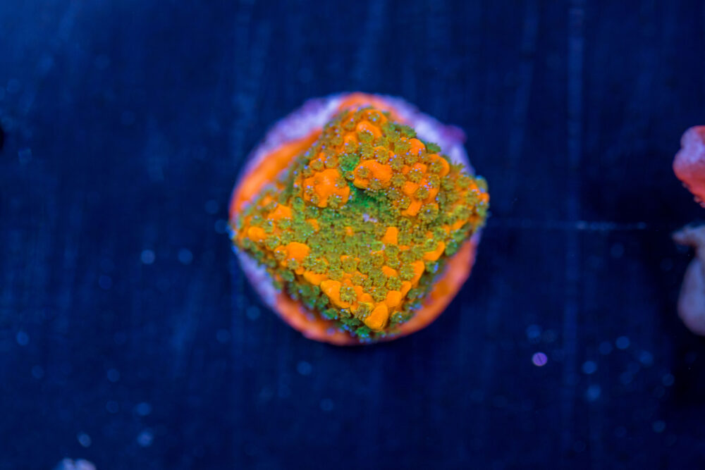 Montipora - Gold Rush