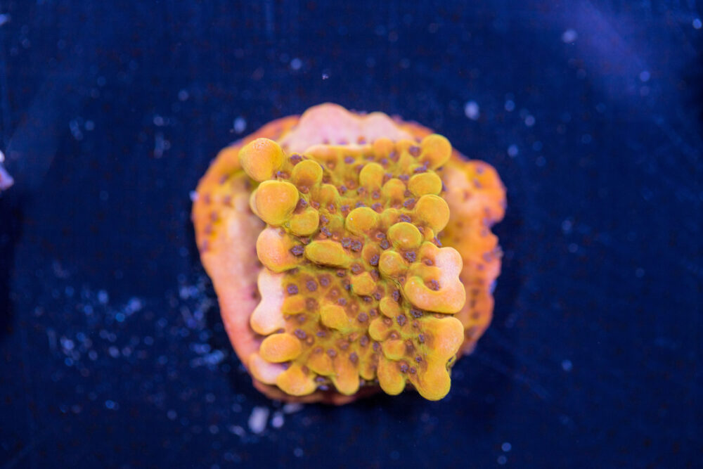 Montipora - Phoenix Danae