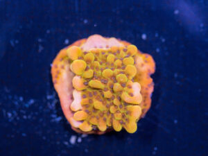Montipora - Phoenix Danae