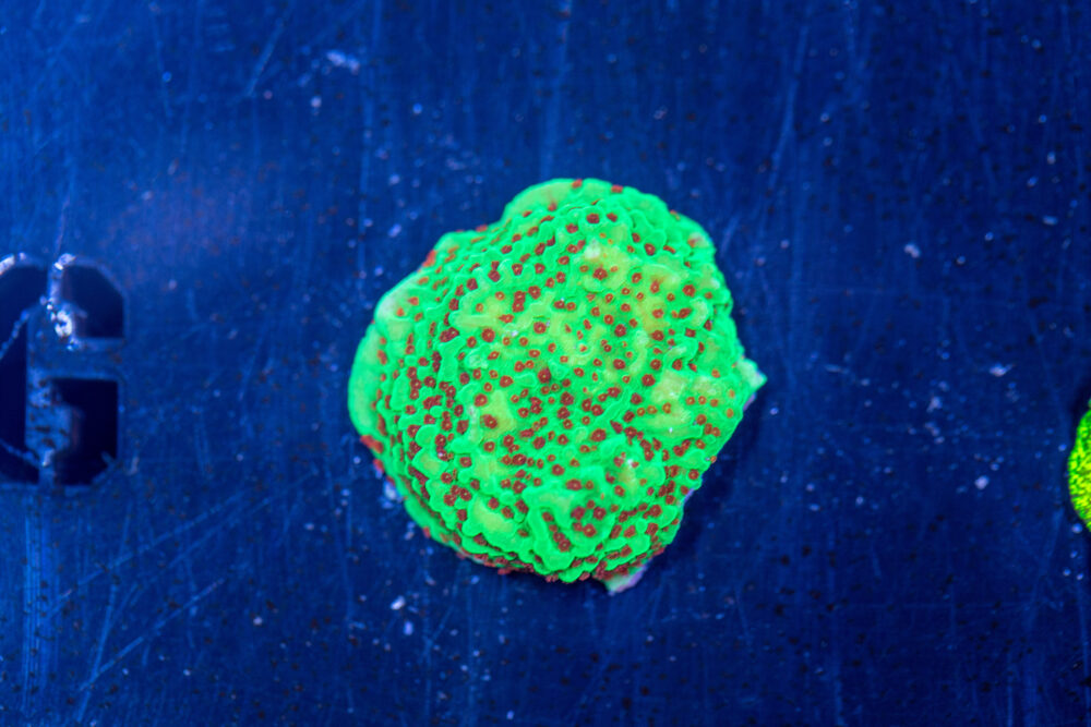 Montipora - Chilli Pepper