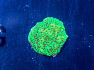Montipora - Chilli Pepper