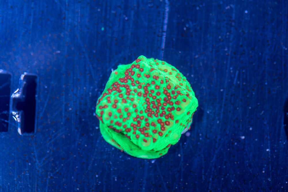 Montipora - Chilli Pepper