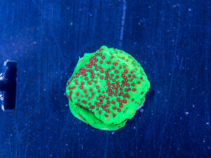 Montipora - Chilli Pepper