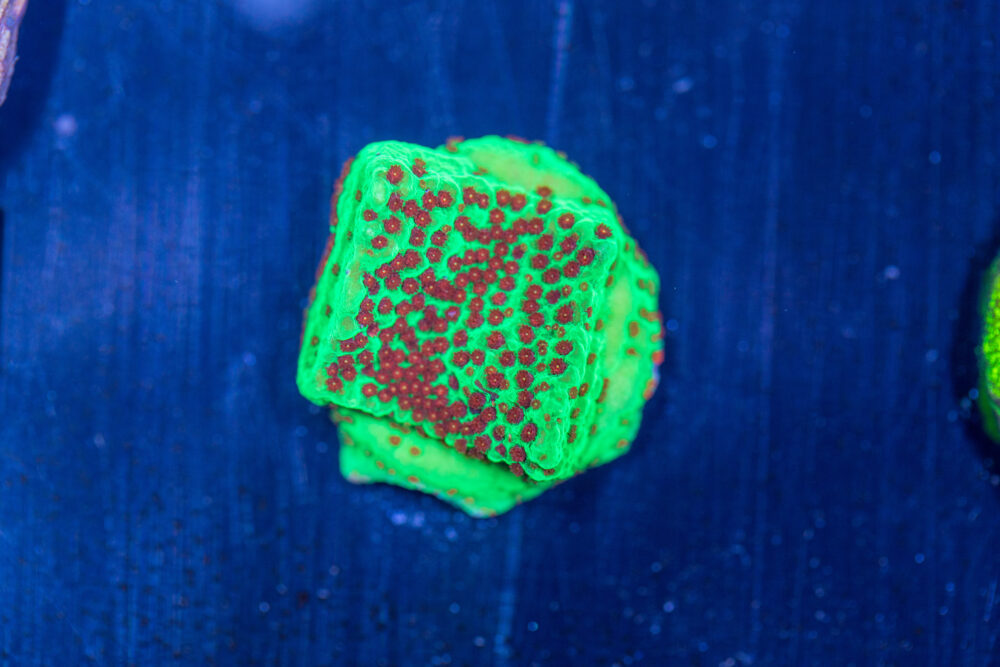 Montipora - Chilli Pepper
