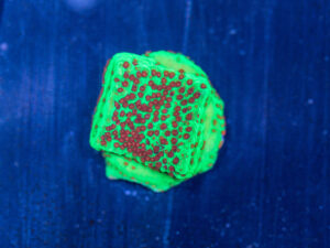 Montipora - Chilli Pepper