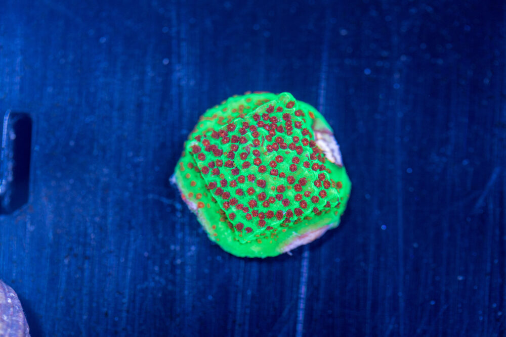 Montipora - Chilli Pepper
