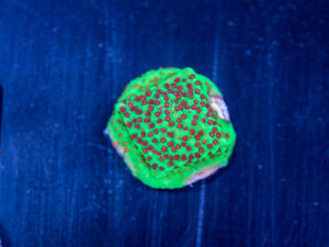 Montipora - Chilli Pepper
