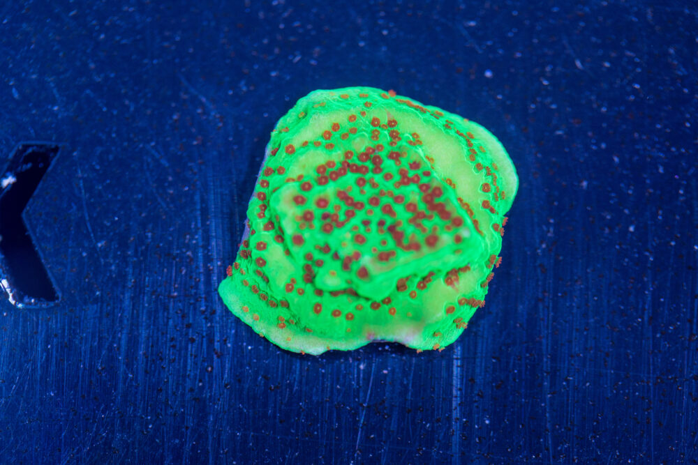 Montipora - Chilli Pepper