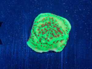 Montipora - Chilli Pepper