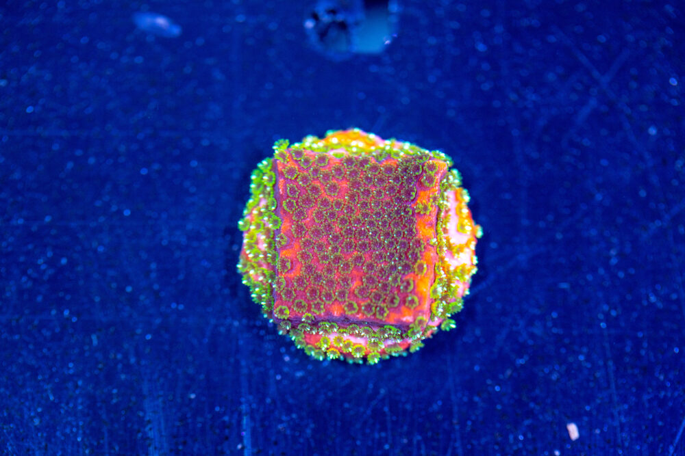 Montipora - Fairy Lights