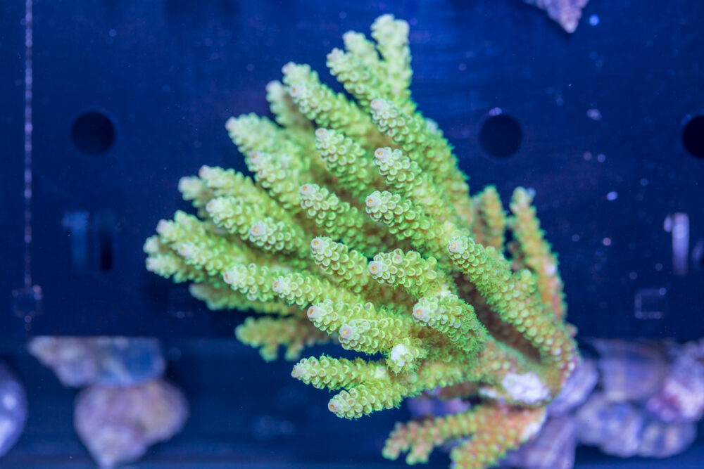 Acropora