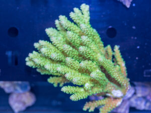 Acropora