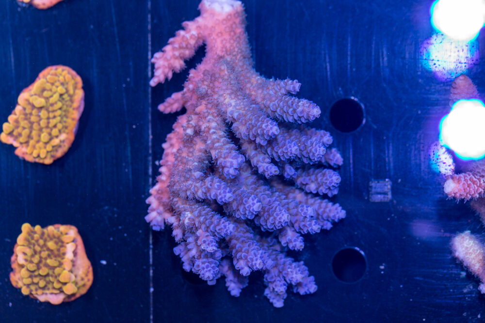 Acropora