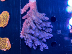 Acropora