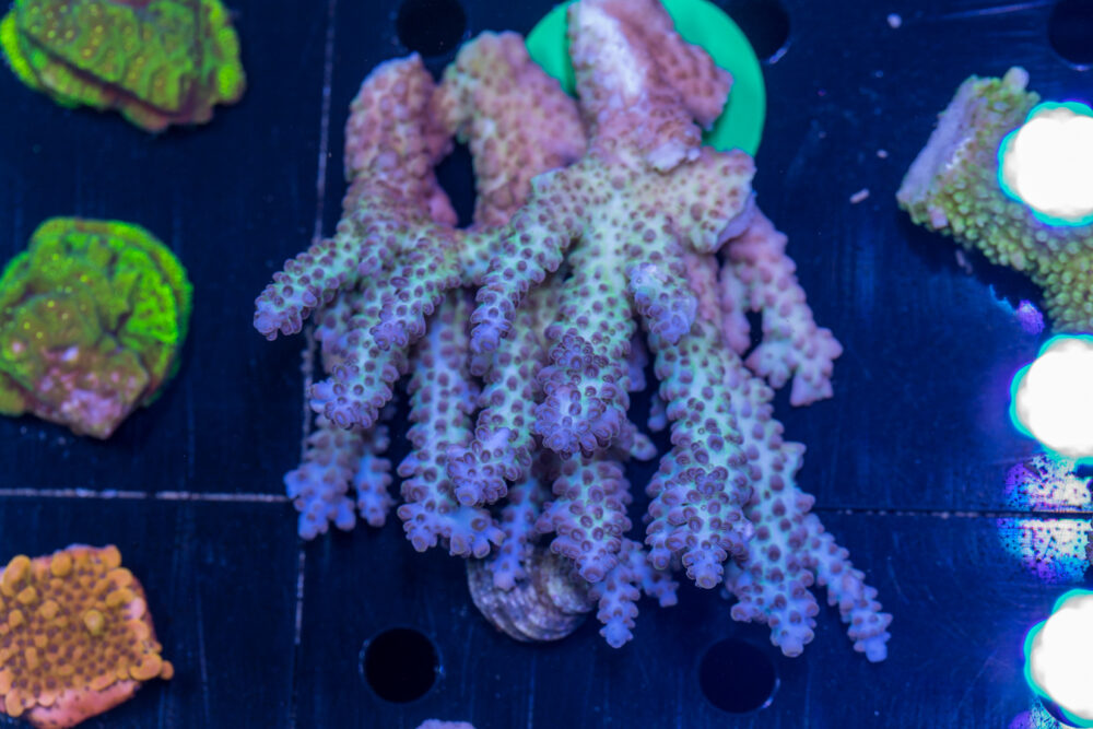 Acropora