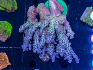 Acropora