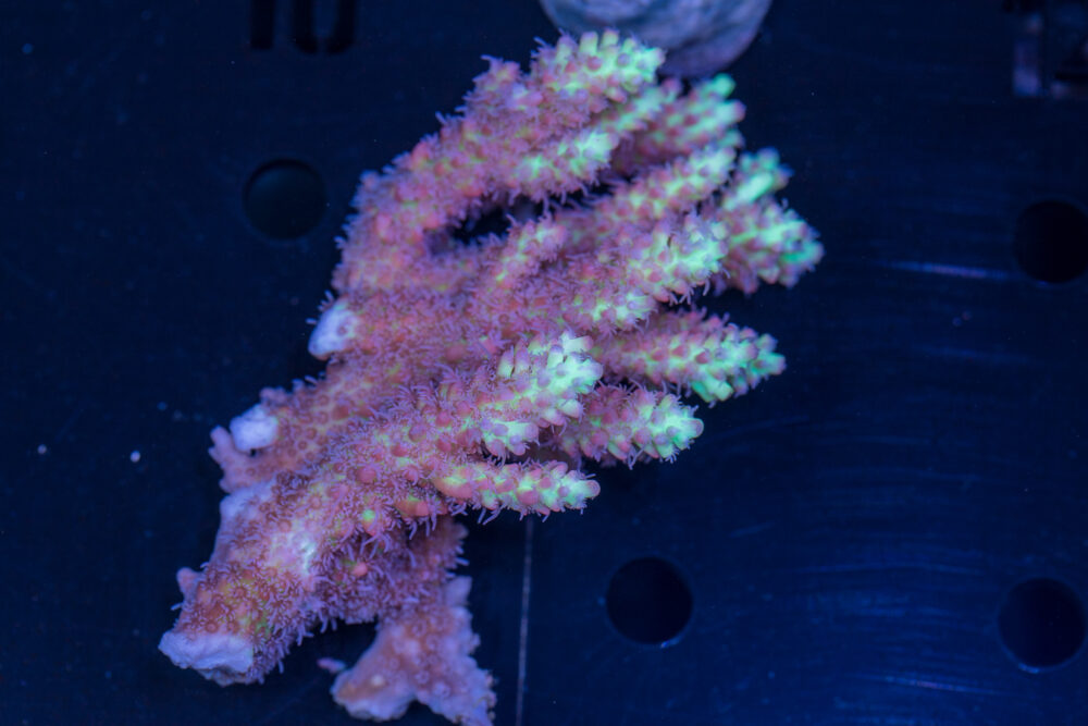 Acropora