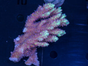 Acropora
