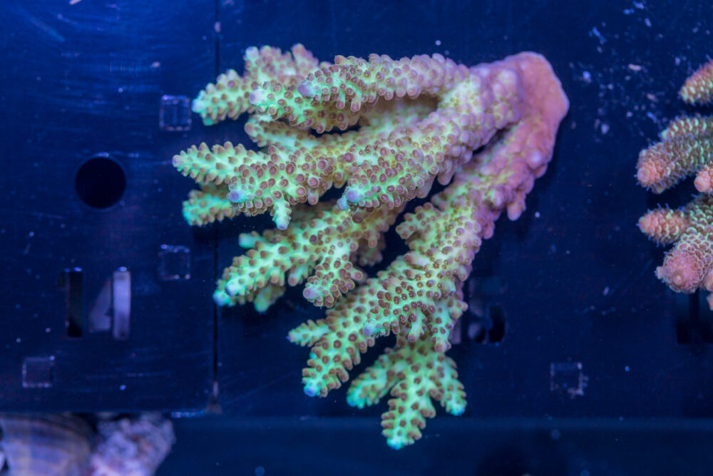 Acropora
