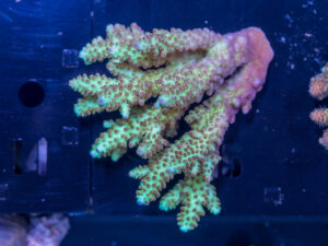 Acropora
