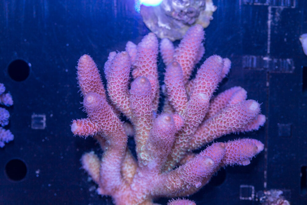 Acropora
