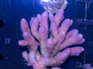 Acropora