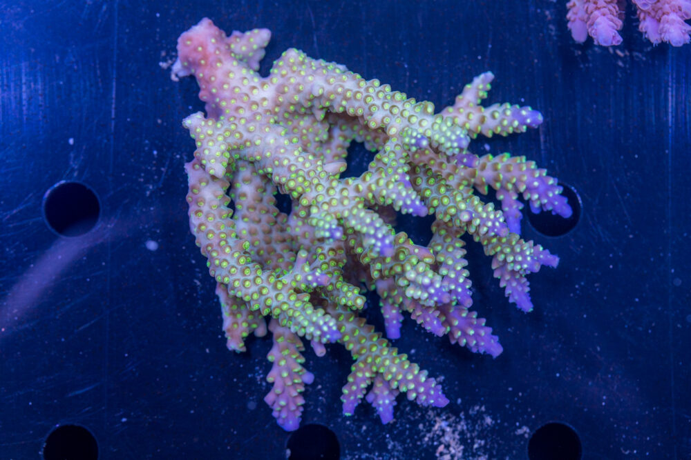 Acropora