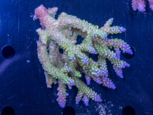 Acropora