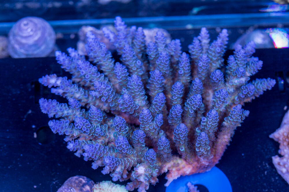 Acropora