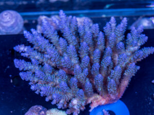 Acropora