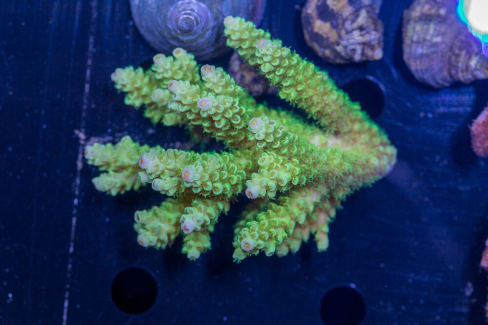 Acropora