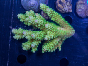 Acropora