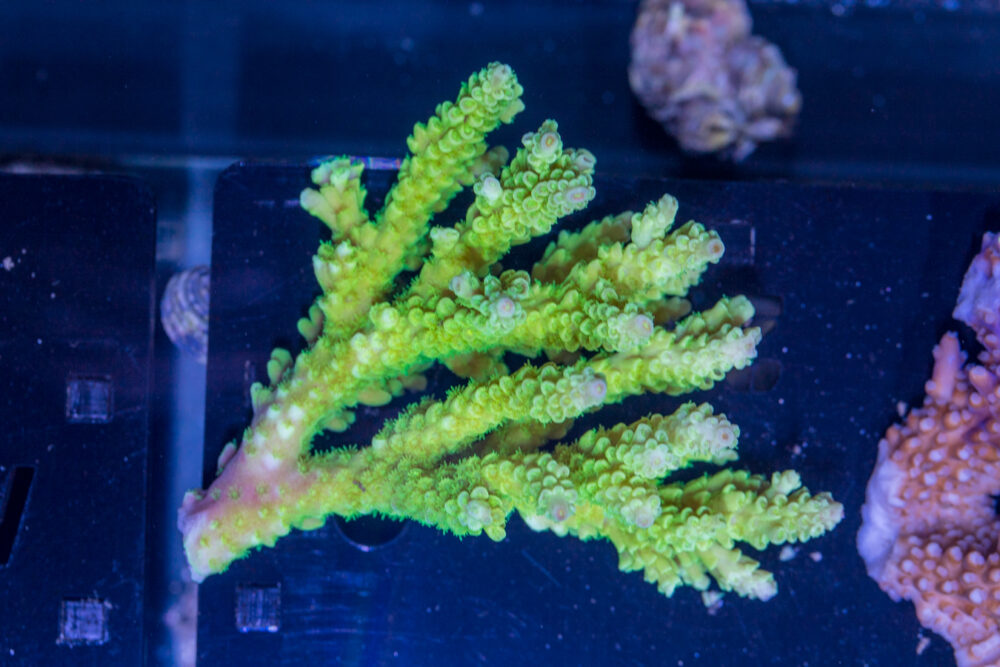 Acropora