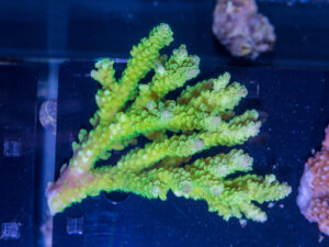 Acropora