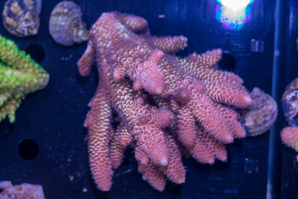 Acropora