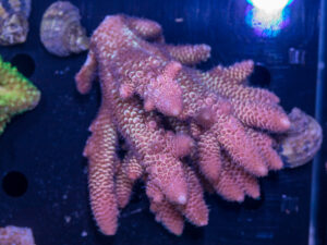 Acropora