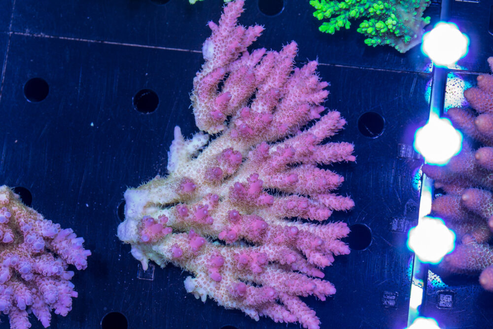 Acropora