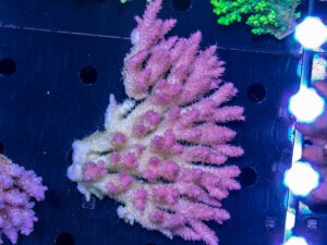 Acropora