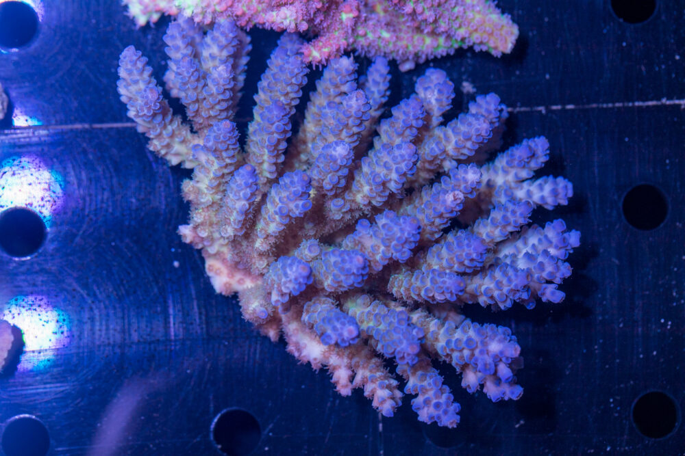 Acropora
