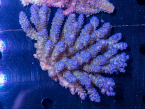 Acropora