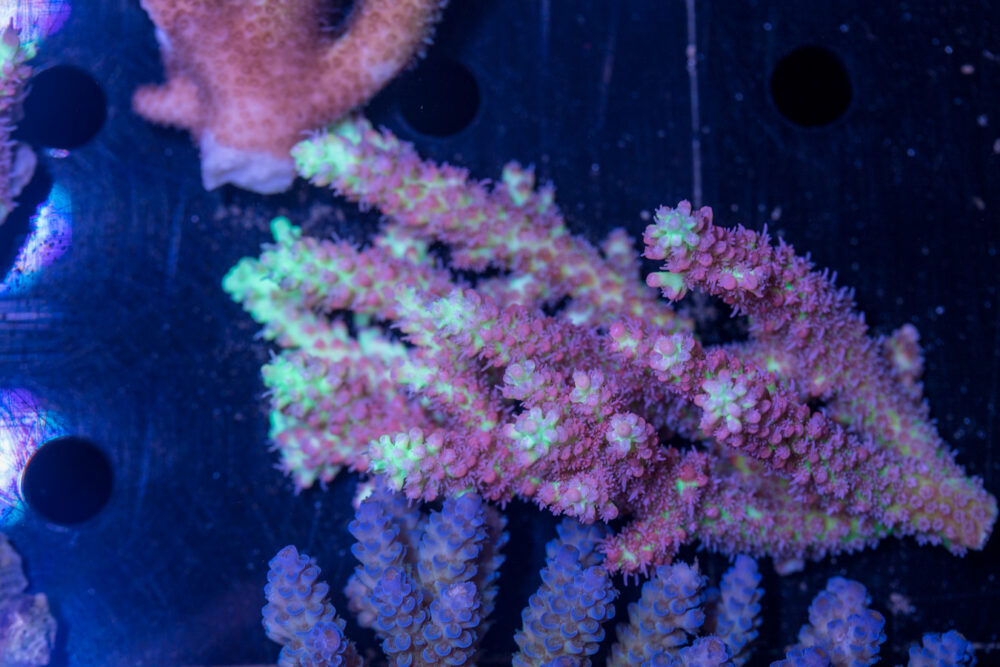 Acropora