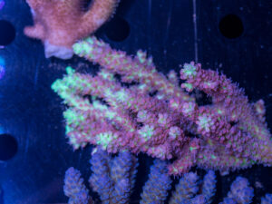 Acropora