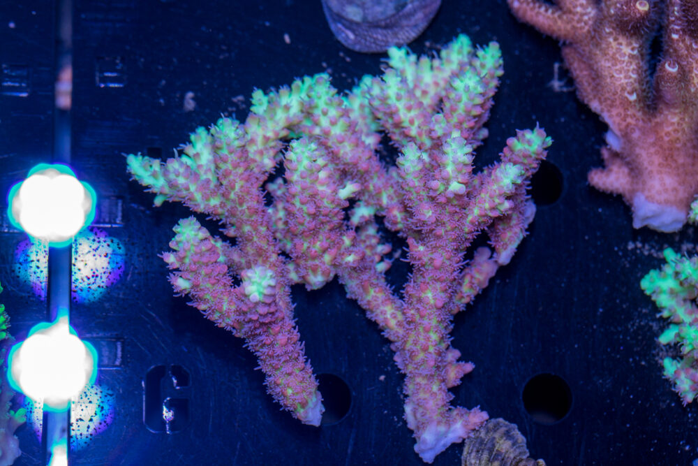 Acropora