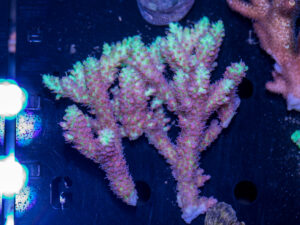 Acropora