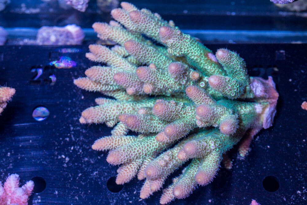 Acropora