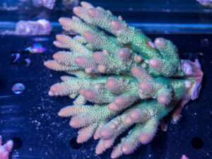 Acropora