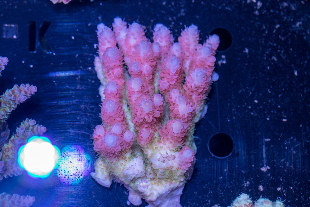 Acropora