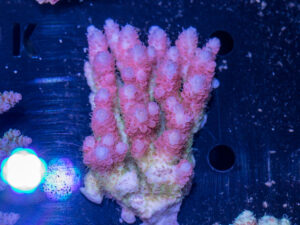 Acropora